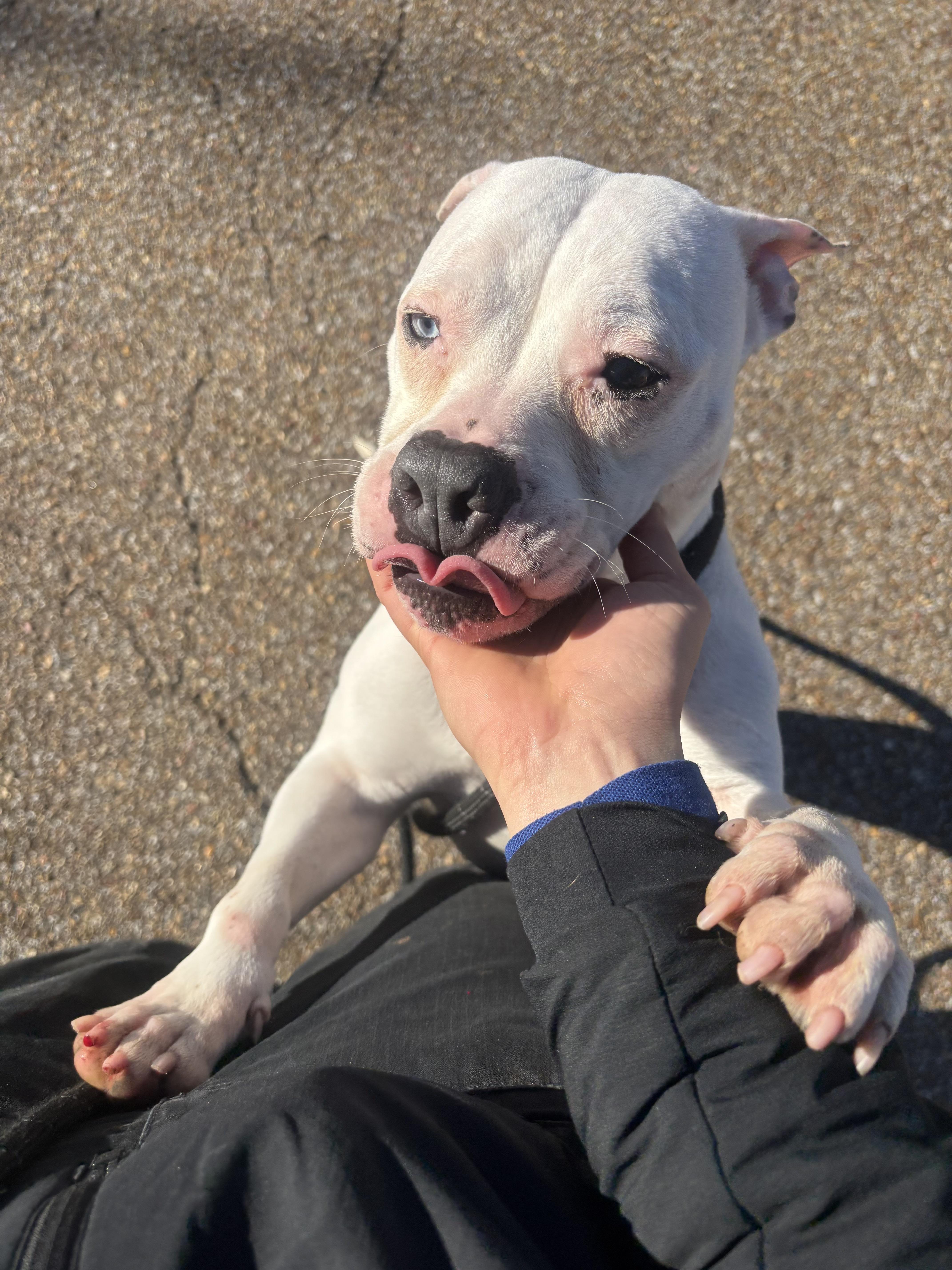 Enlarge Daisy, a Adoptable mixed breed in Collierville, TN image 2/5