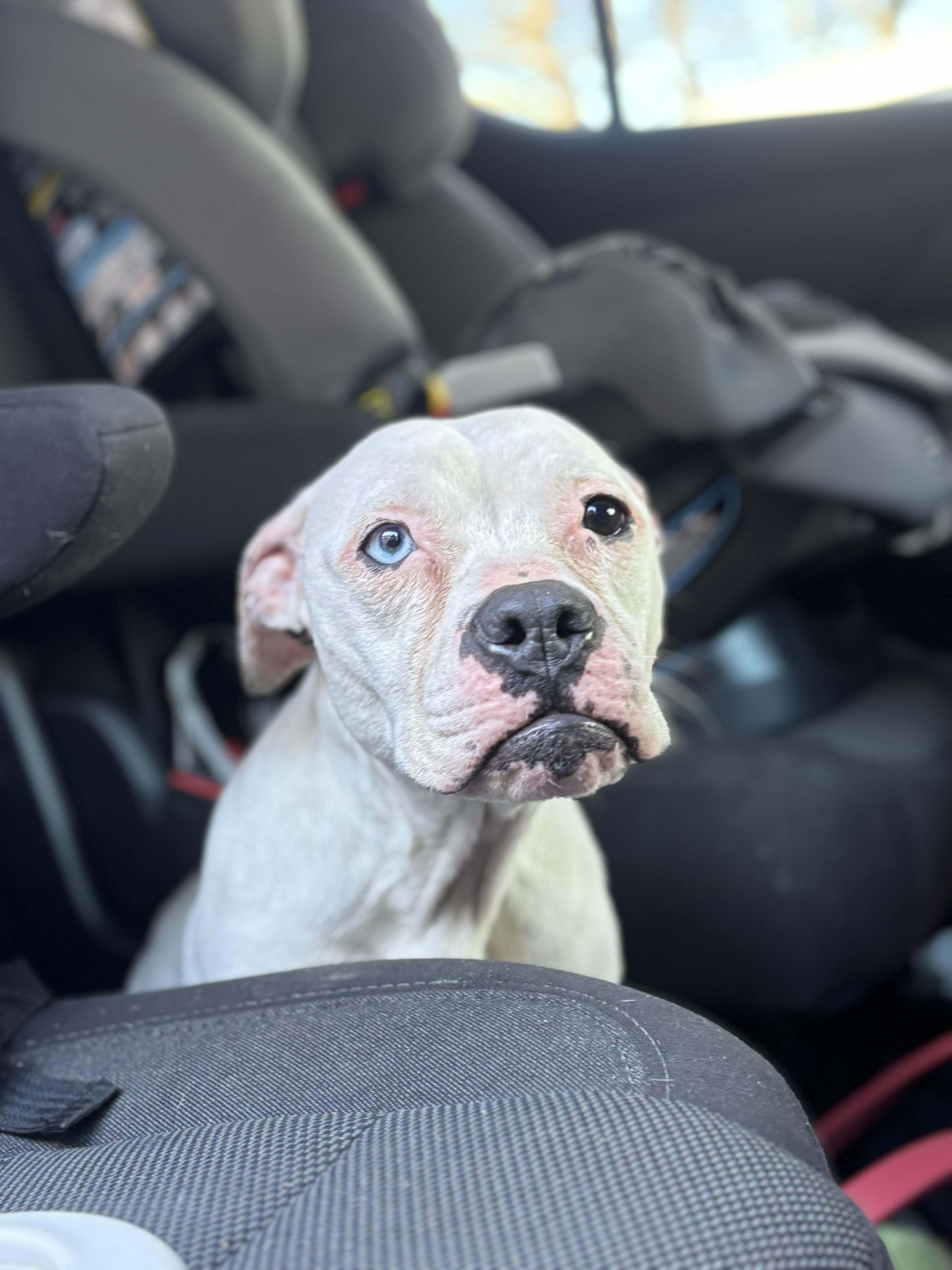 Enlarge Daisy, a Adoptable mixed breed in Collierville, TN image 4/5