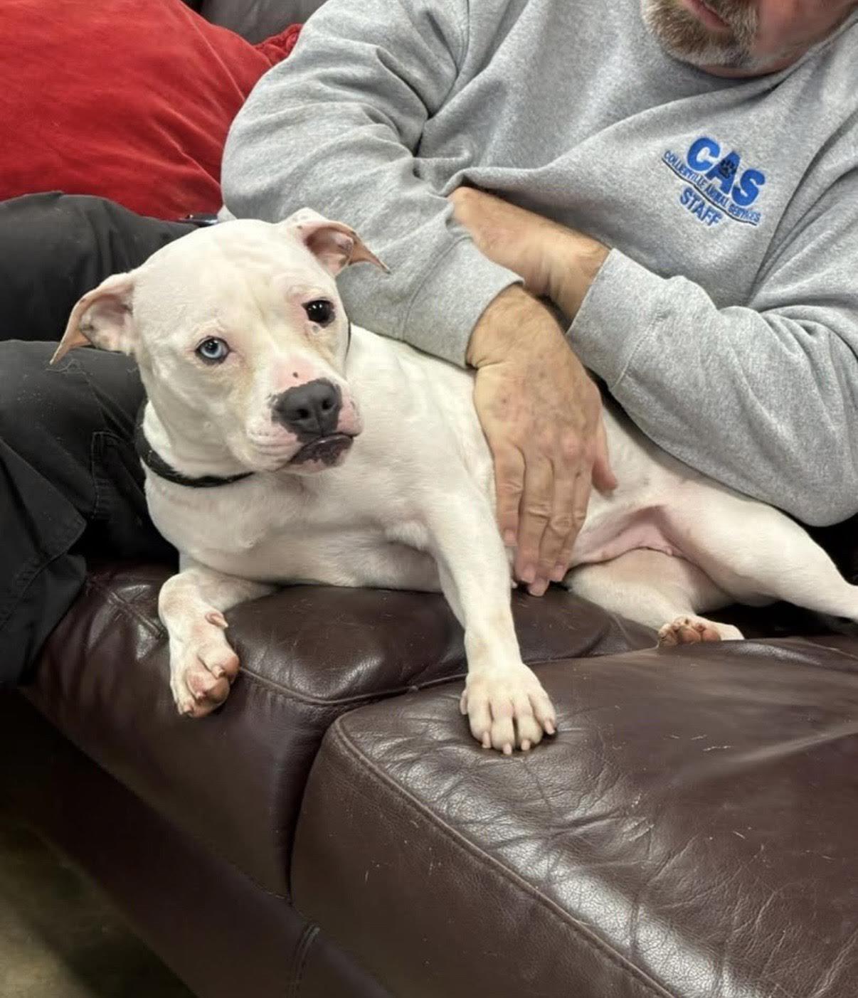 Enlarge Daisy, a Adoptable mixed breed in Collierville, TN image 5/5