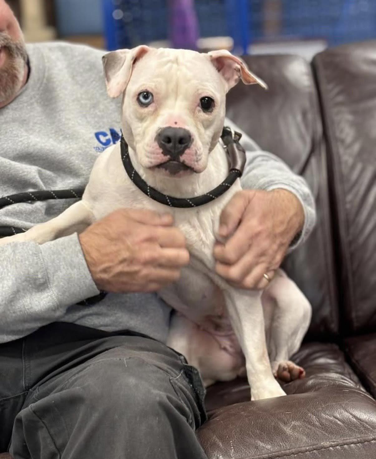 Enlarge Daisy, a Adoptable mixed breed in Collierville, TN image 1/5