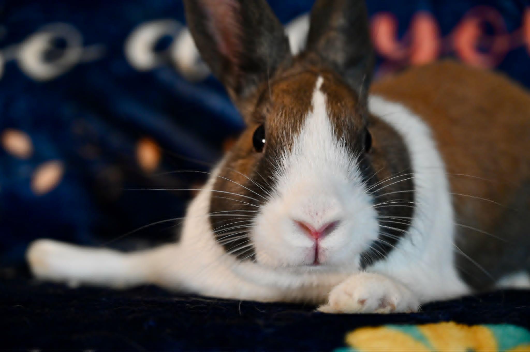 Enlarge Ariel, a ADOPTABLE Dutch in Garland, TX image 1/1