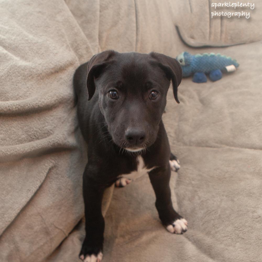 Enlarge Leia, a Adoptable Mixed Breed in Ridgefield, CT image 3/3