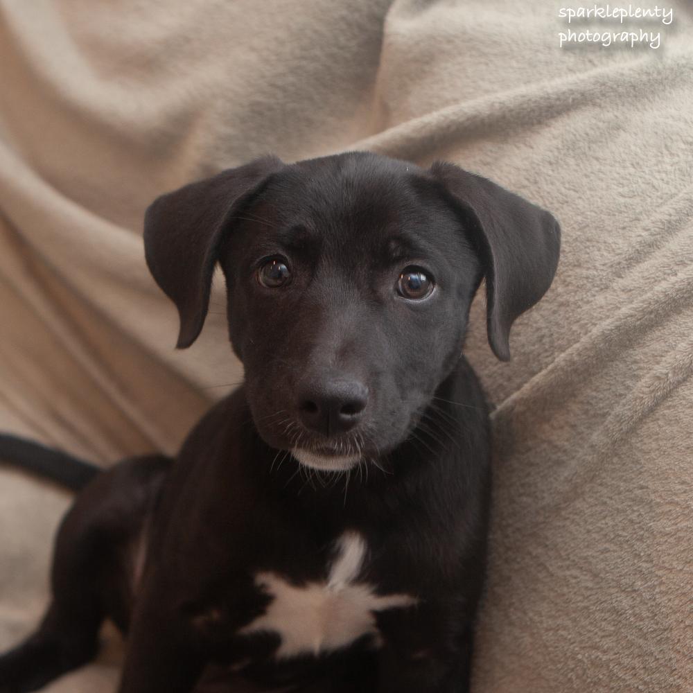 Enlarge Leia, a Adoptable Mixed Breed in Ridgefield, CT image 2/3