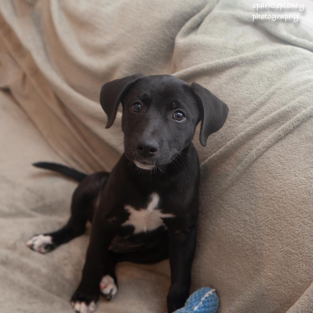 Leia, Adoptable, Puppy Female Mixed Breed.