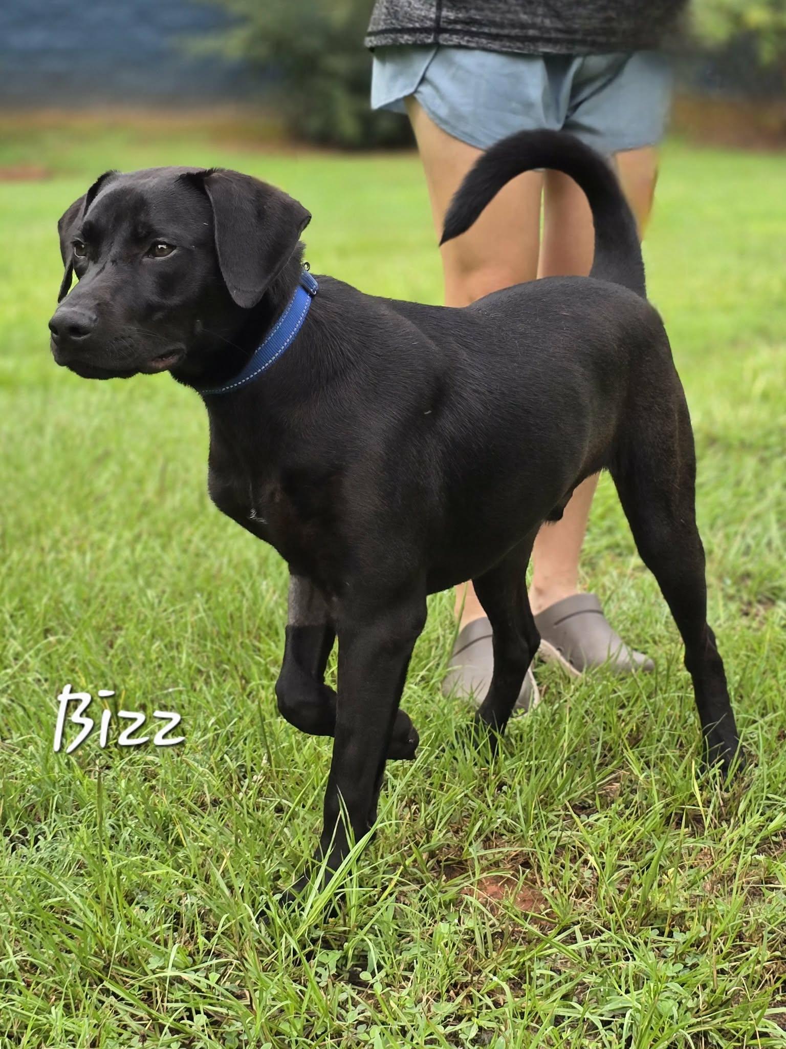Bizz, ADOPTABLE, Young Male Labrador Retriever.