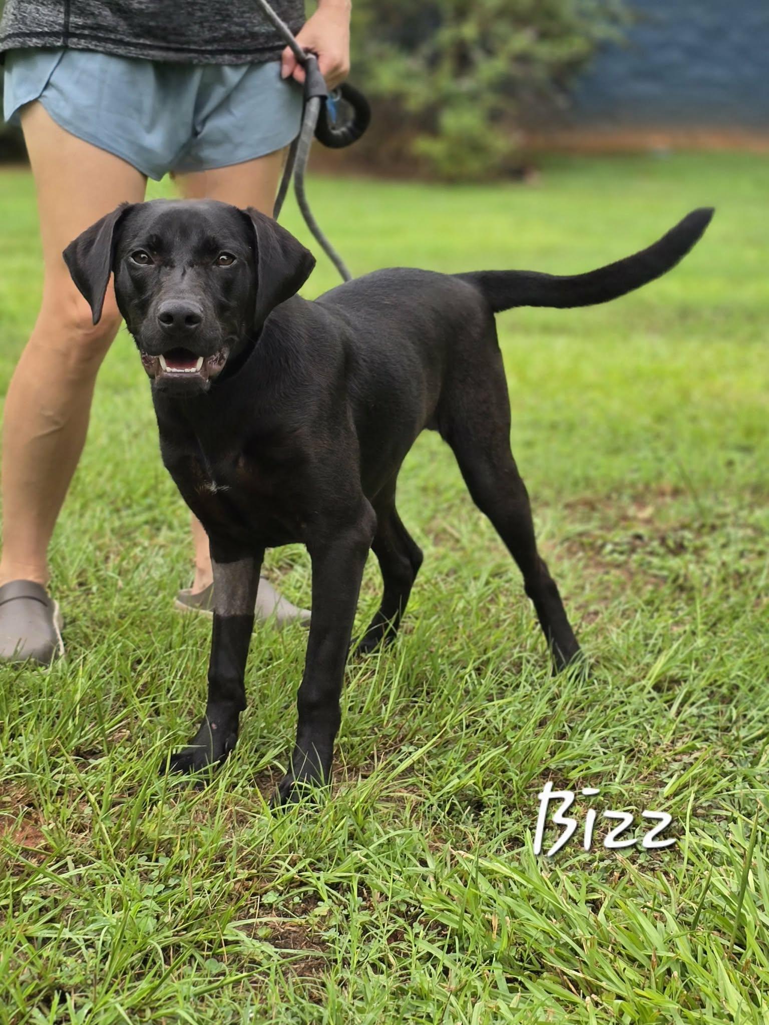 Enlarge Bizz, an adopted mixed breed in Bishop, GA image 3/3