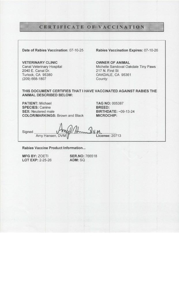 Michael, Adoptable, Young Male Black Mouth Cur.