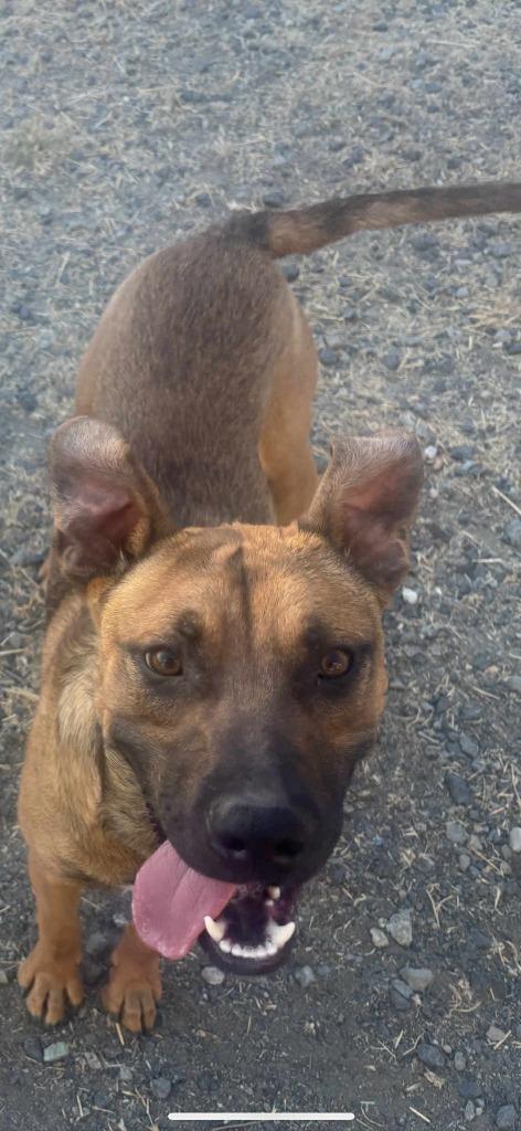Enlarge Michael, a Adoptable mixed breed in Brookings, OR image 2/6