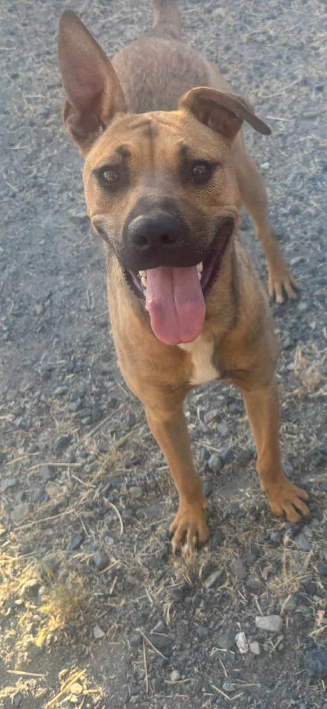 Enlarge Michael, a Adoptable mixed breed in Brookings, OR image 2/6