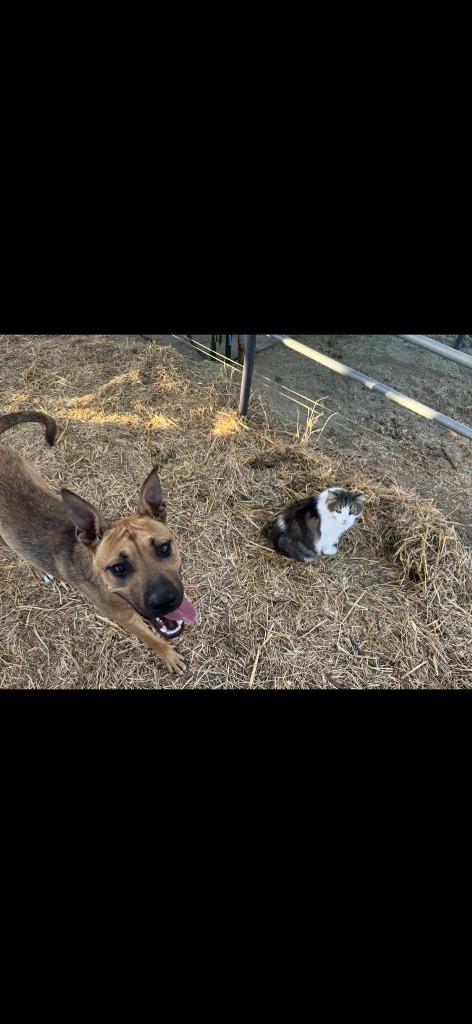 Michael, Adoptable, Young Male Black Mouth Cur.