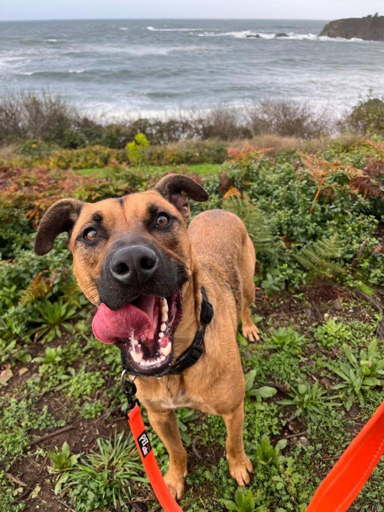 Enlarge Michael, a Adoptable mixed breed in Brookings, OR image 5/6