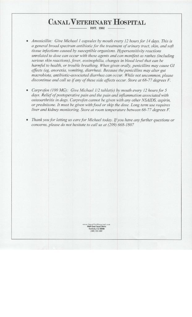 Enlarge Michael, a Adoptable mixed breed in Brookings, OR image 6/6