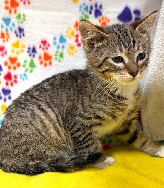 Enlarge Loki, an adopted mixed breed in Lake Monroe, FL image 2/2