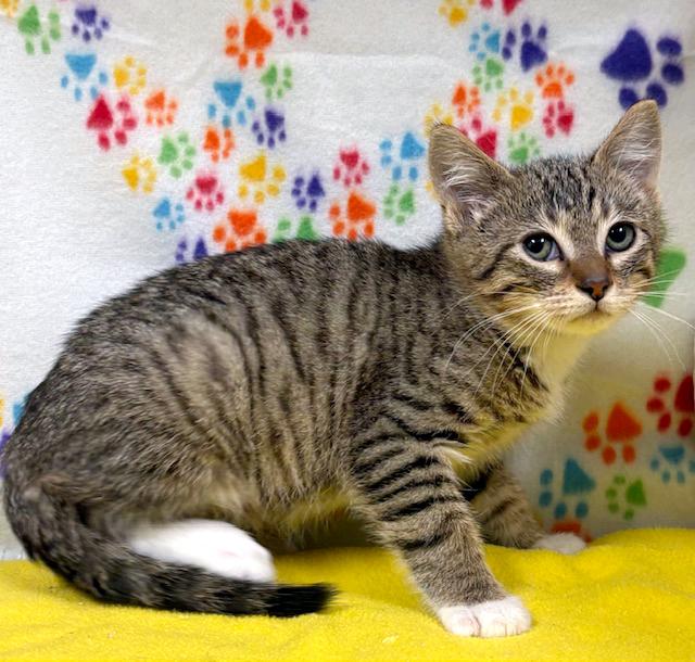 Loki, adopted, Kitten Male Domestic Short Hair & Tiger.