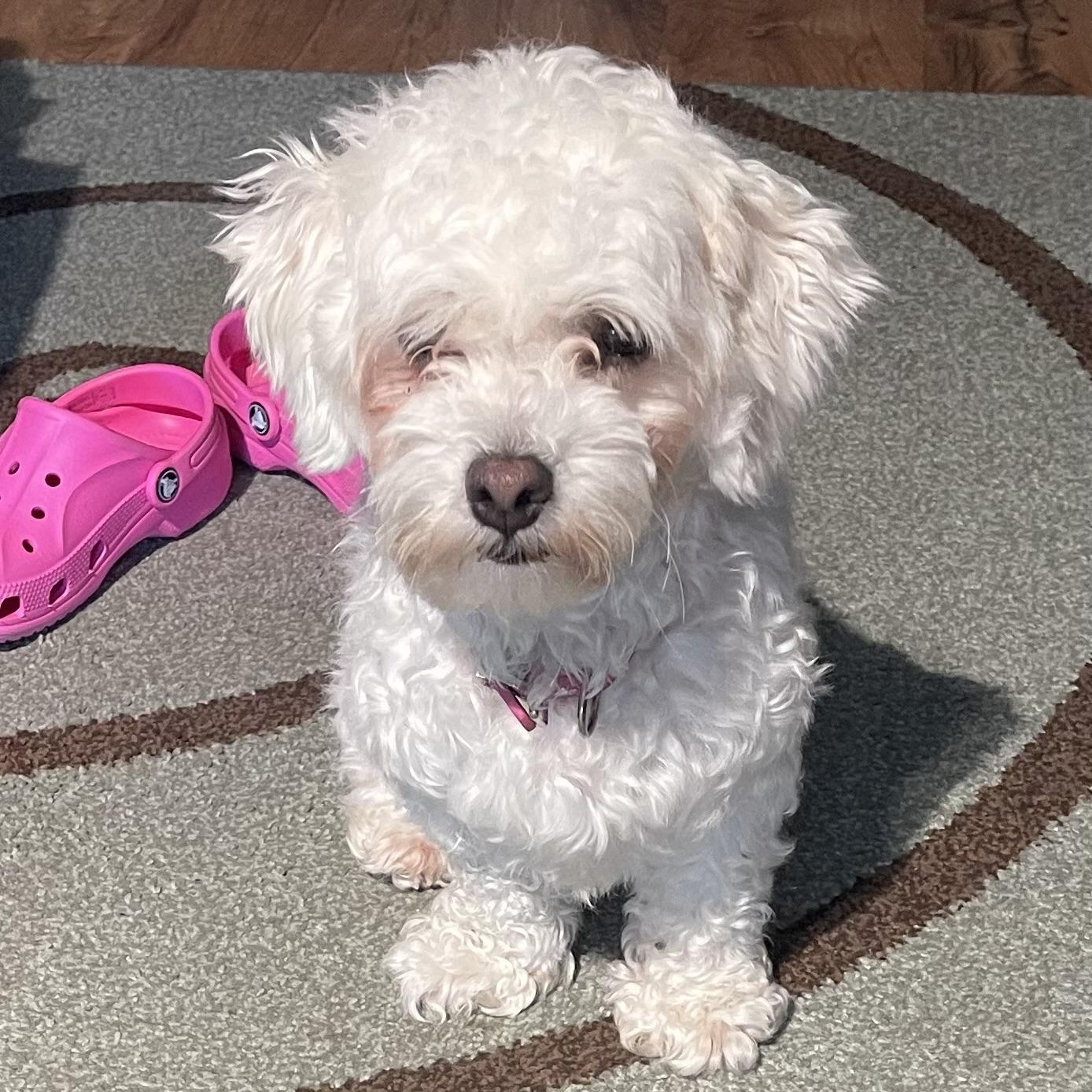 Enlarge Molly, an adopted Maltese in Florala, AL image 1/3