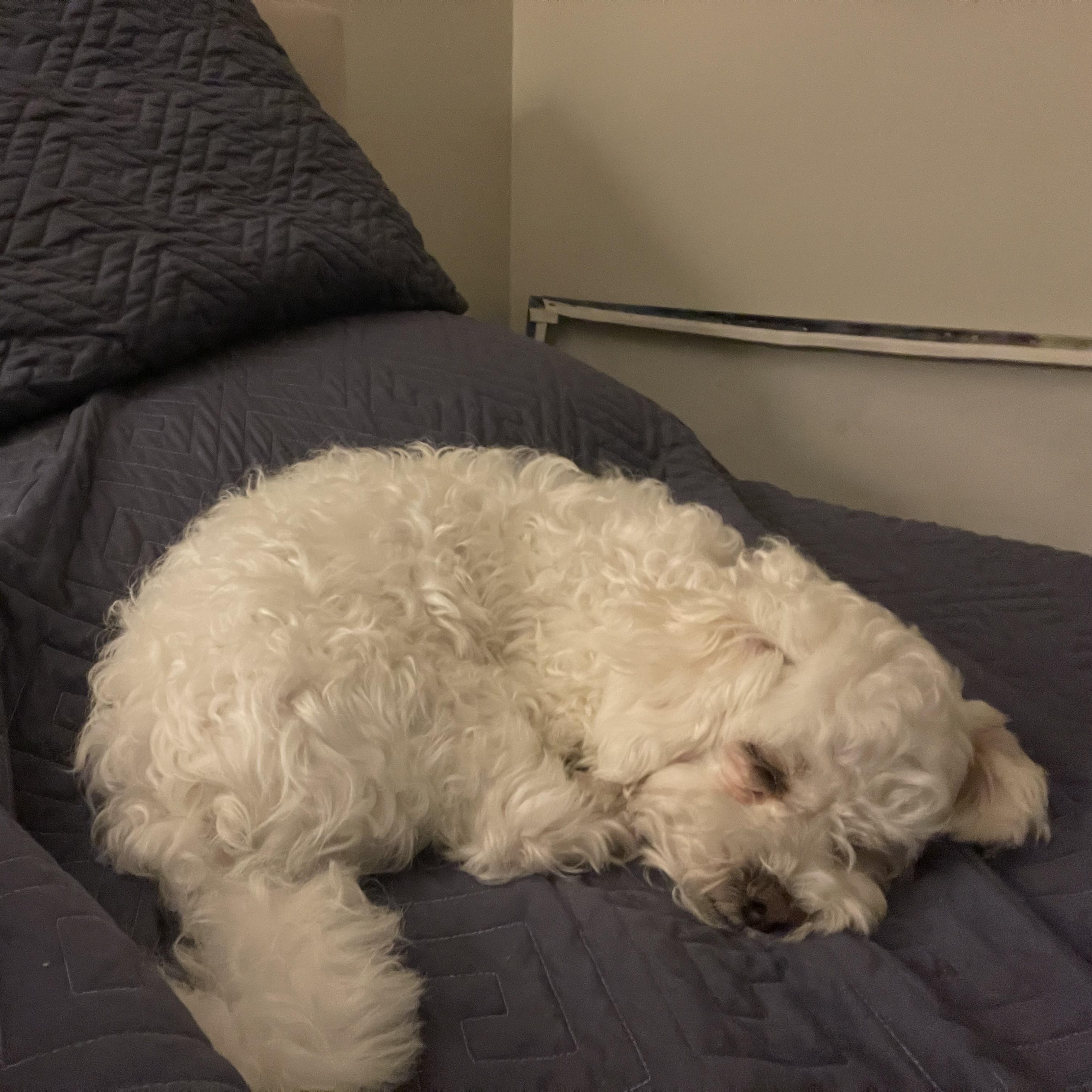 Enlarge Molly, an adopted Maltese in Florala, AL image 3/3