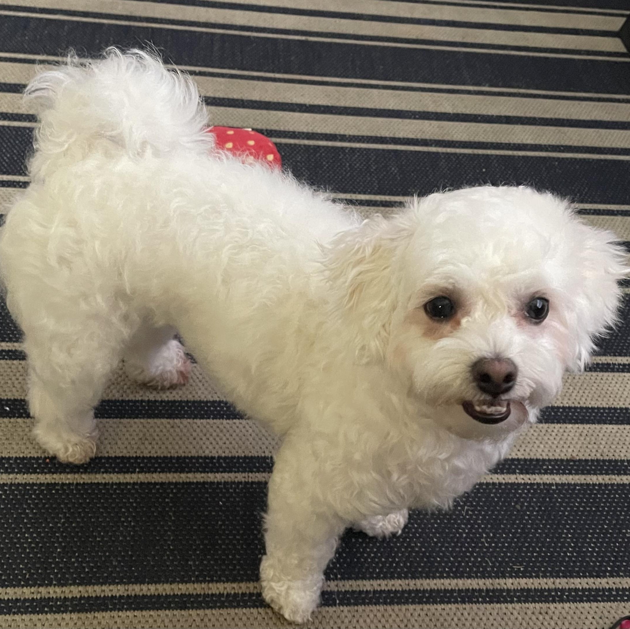 Enlarge Molly, an adopted Maltese in Florala, AL image 2/3