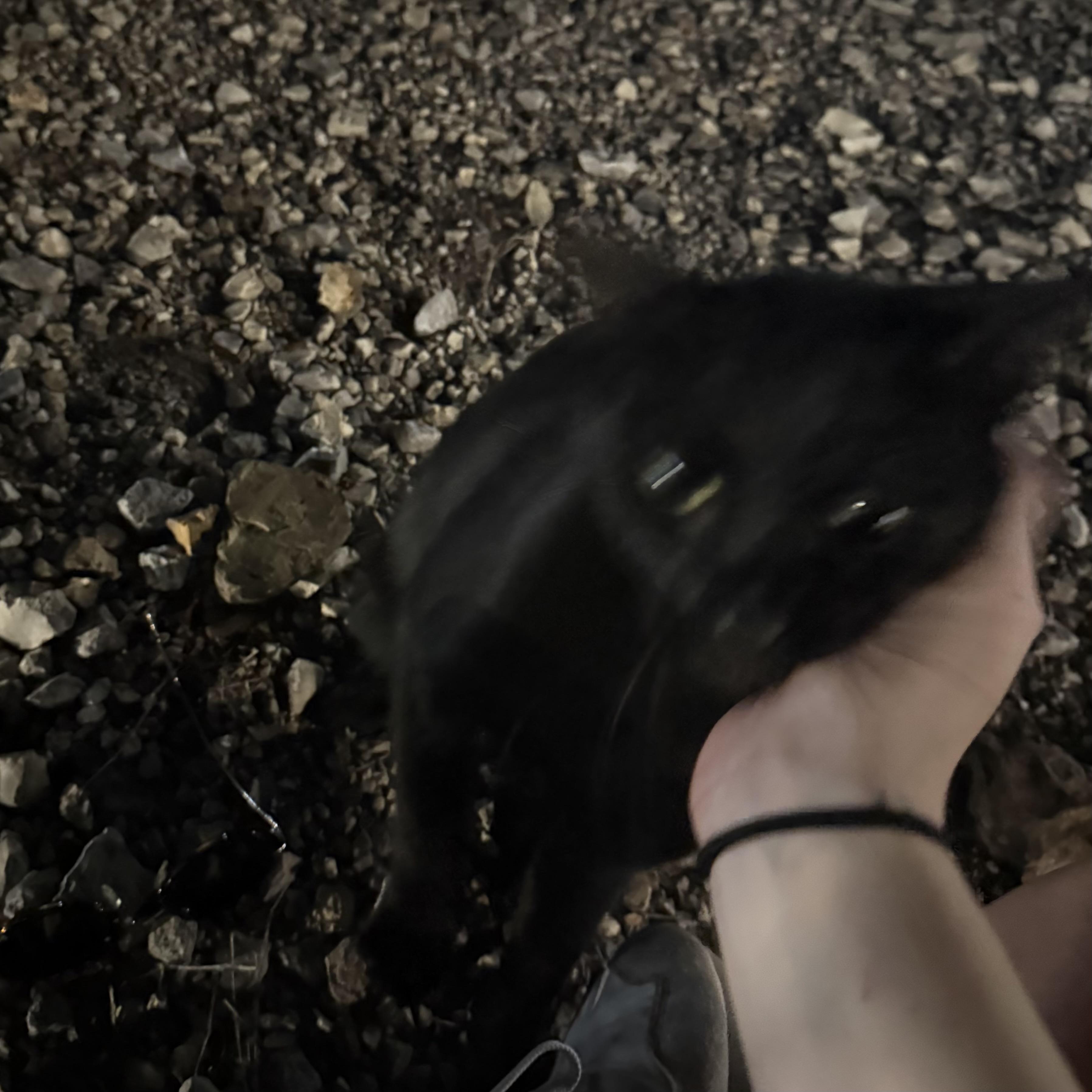 Enlarge Frank N Beans, a Adoptable Domestic Short Hair in Bentonville, AR image 2/5