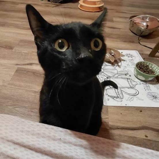 Enlarge Frank N Beans, a Adoptable Domestic Short Hair in Bentonville, AR image 5/5