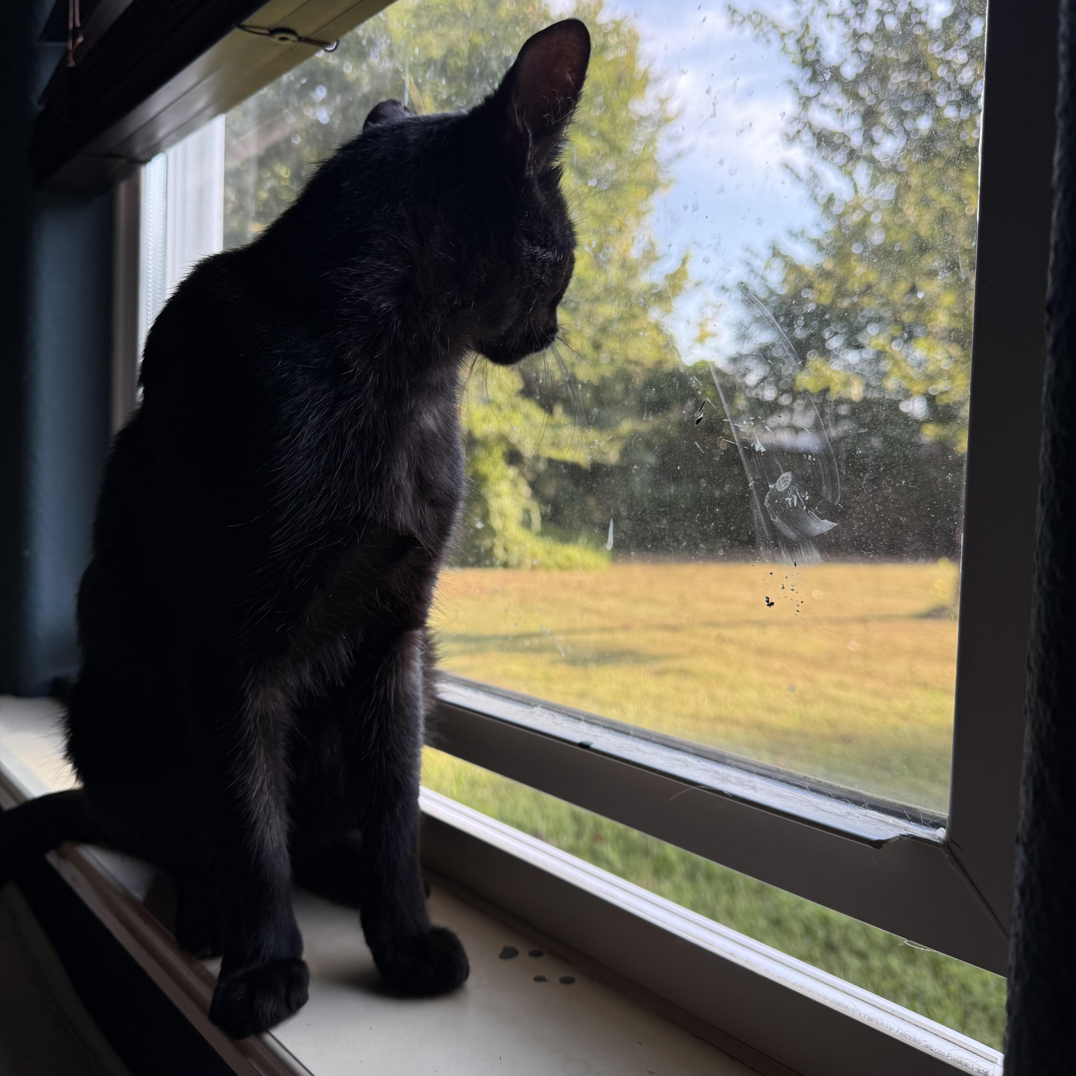 Enlarge Frank N Beans, a Adoptable Domestic Short Hair in Bentonville, AR image 3/5
