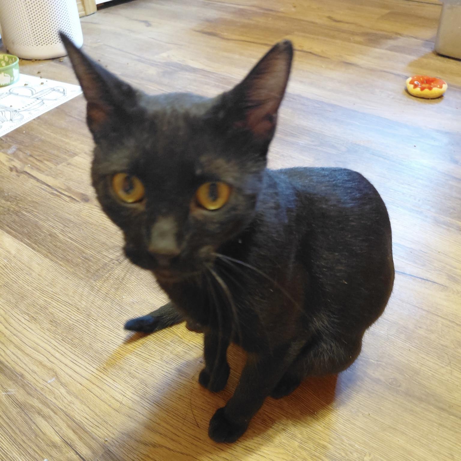 Frank N Beans, Adoptable, Young Male Domestic Short Hair.