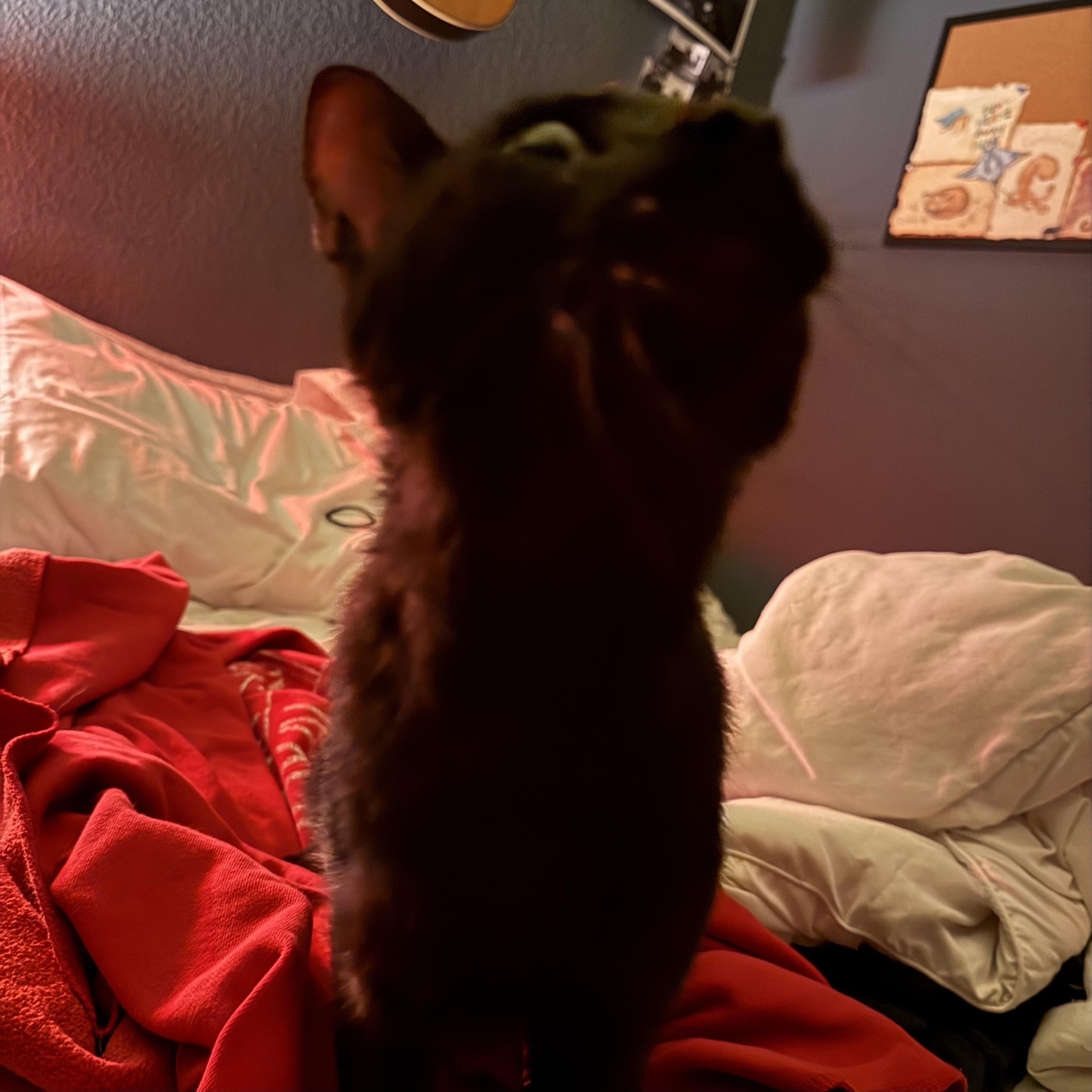 Enlarge Frank N Beans, a Adoptable Domestic Short Hair in Bentonville, AR image 4/5