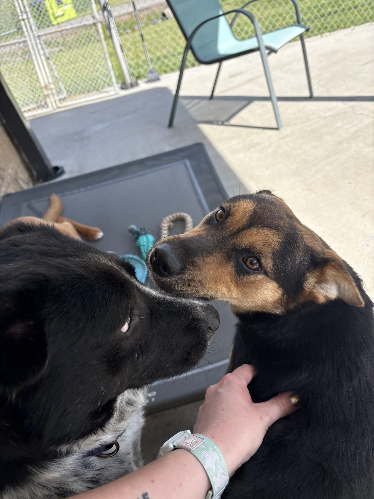 Enlarge Buckey, an adoptable mixed breed in Ashland, VA image 3/6