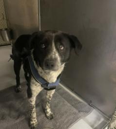 Enlarge Buckey, a ADOPTABLE mixed breed in Ashland, VA image 2/4