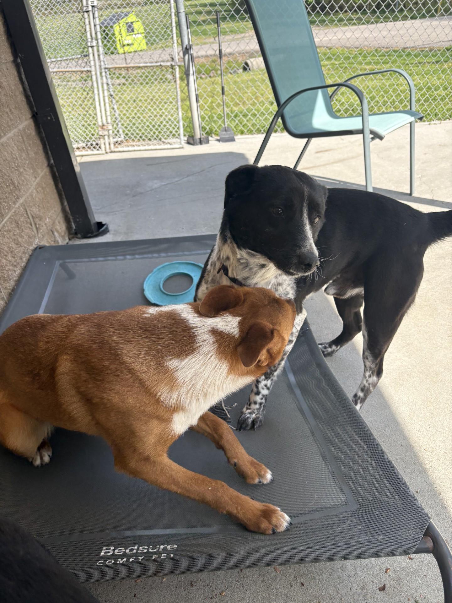 Enlarge Buckey, an adoptable mixed breed in Ashland, VA image 6/6