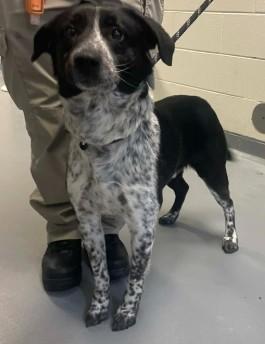 Enlarge Buckey, a ADOPTABLE mixed breed in Ashland, VA image 3/4