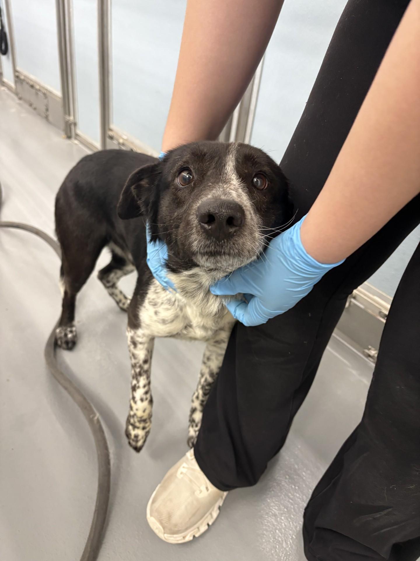 Enlarge Buckey, a ADOPTABLE mixed breed in Ashland, VA image 4/4