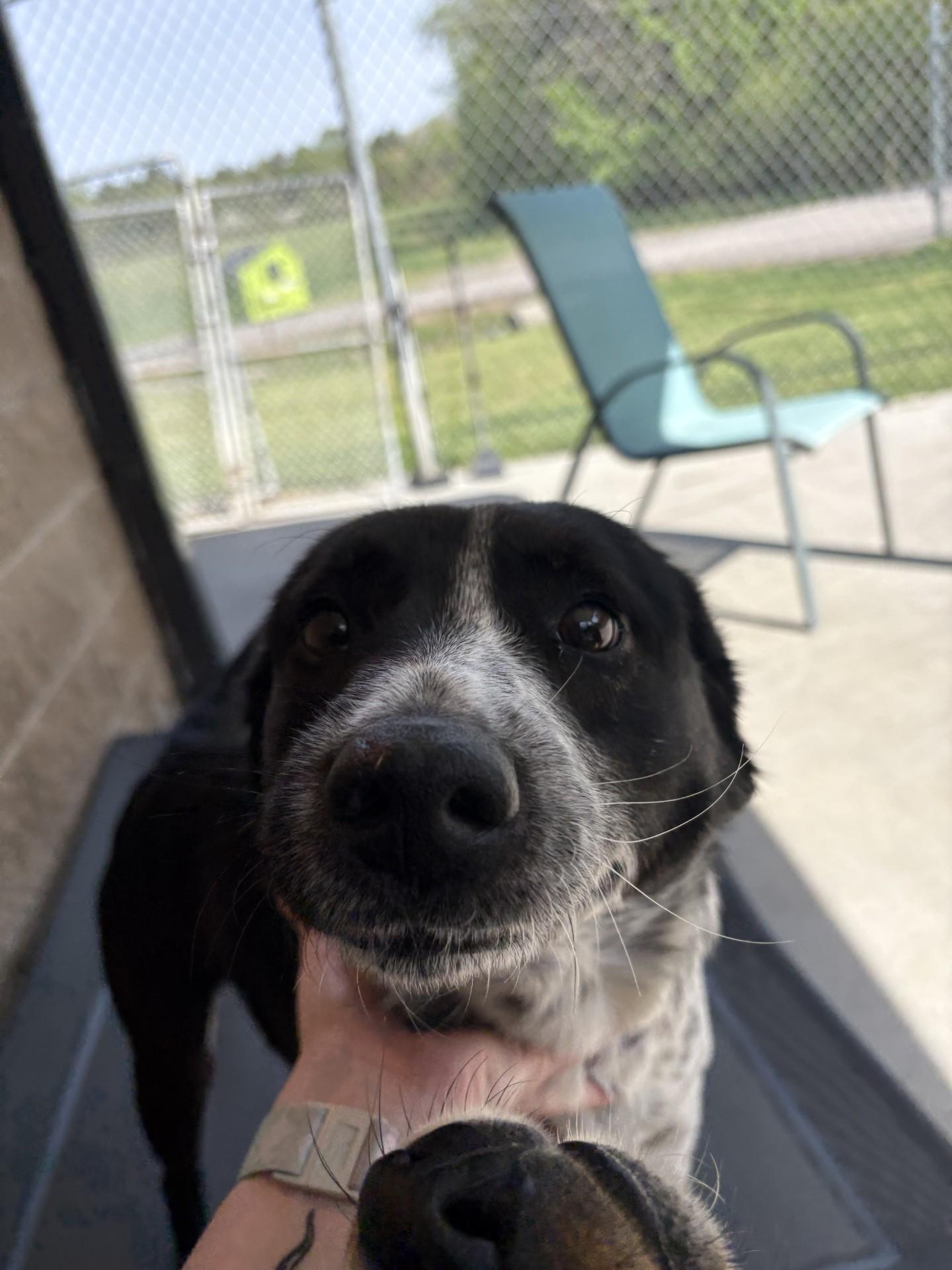 Enlarge Buckey, an adoptable mixed breed in Ashland, VA image 2/6