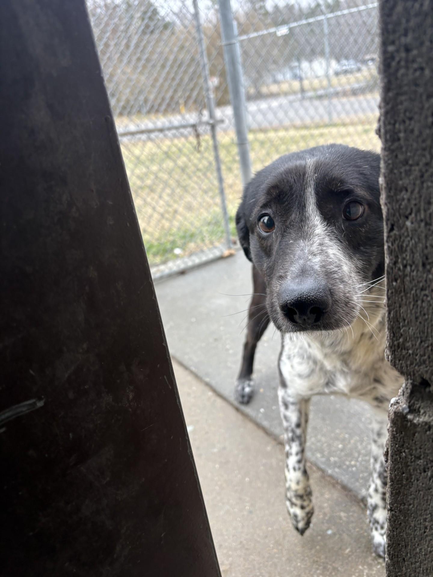 Enlarge Buckey, a ADOPTABLE mixed breed in Ashland, VA image 1/4