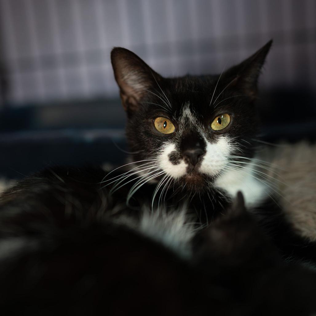 Sasha, Adoptable, Adult Female Domestic Short Hair.