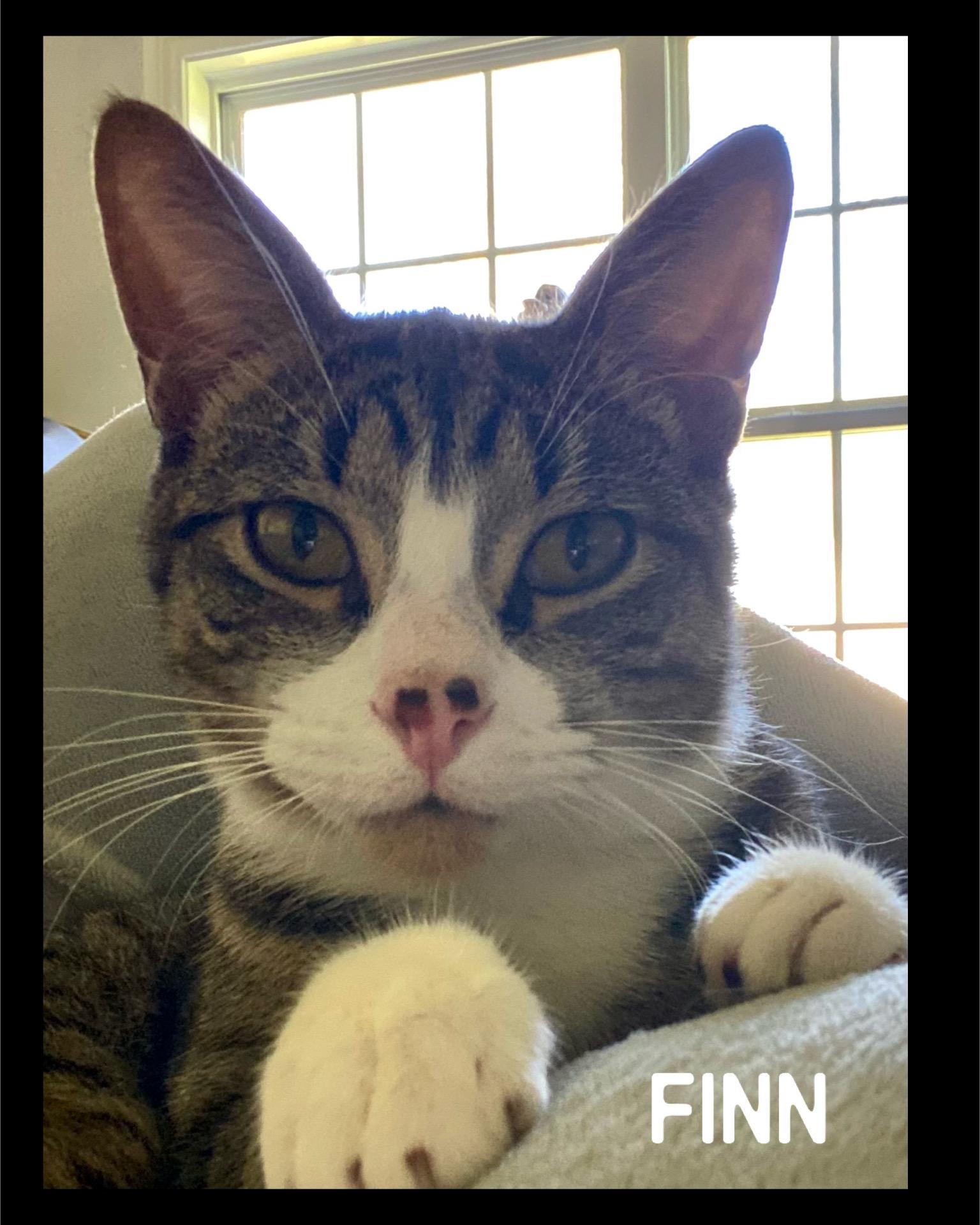 Enlarge Finn, a Adoptable Domestic Short Hair in Fort Worth, TX image 1/2