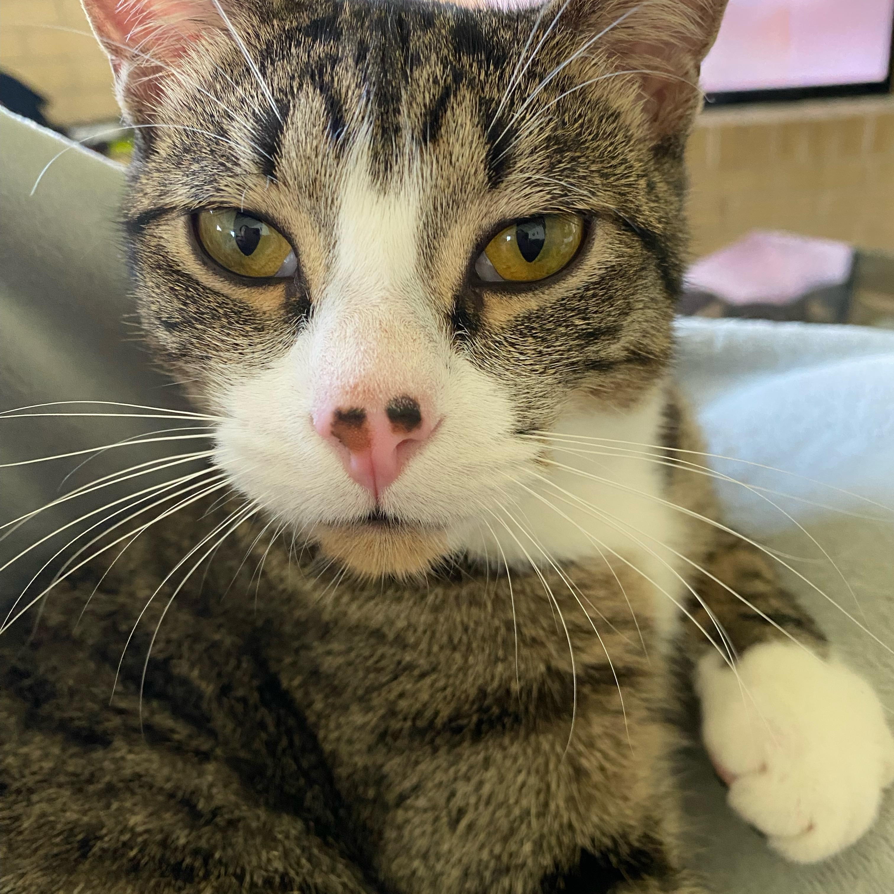 Enlarge Finn, a Adoptable Domestic Short Hair in Fort Worth, TX image 2/2