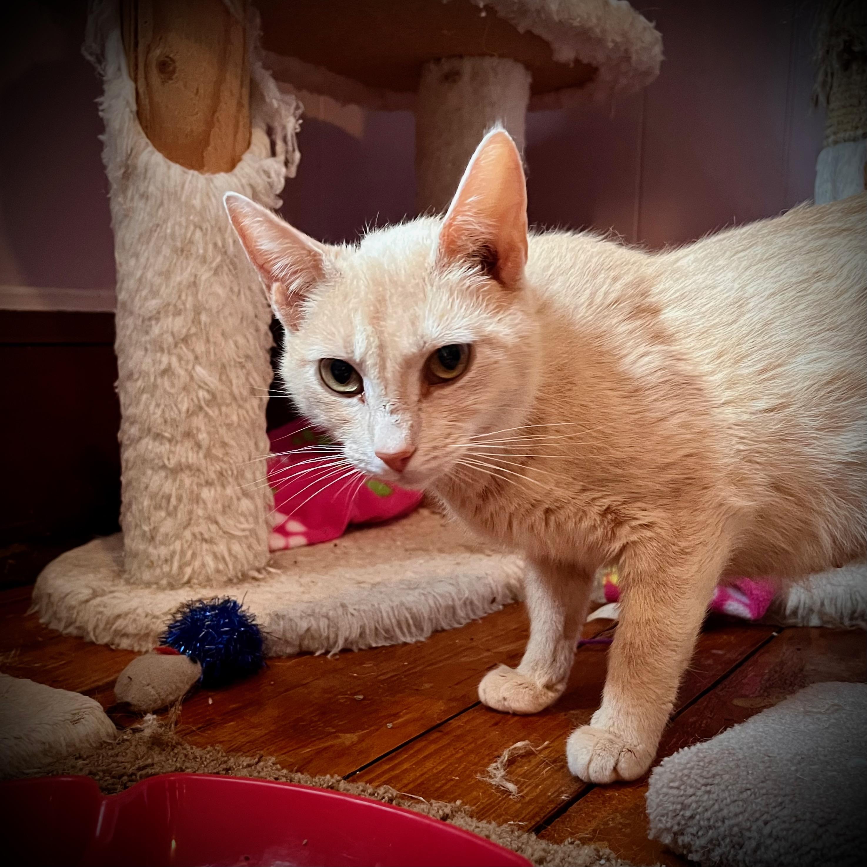 Enlarge Crystal, a Adoptable Domestic Short Hair in Hershey, PA image 1/5