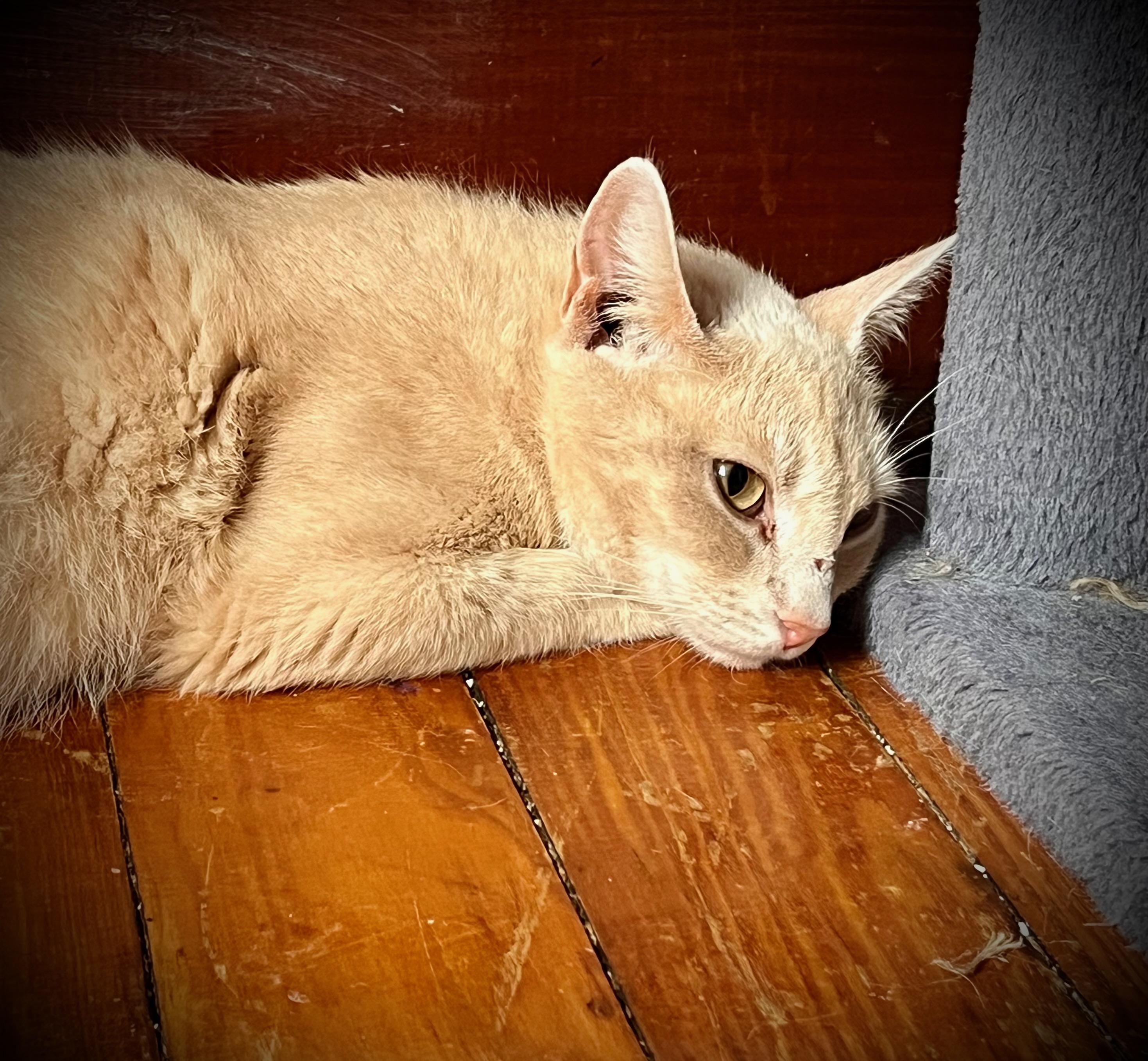 Enlarge Crystal, a Adoptable Domestic Short Hair in Hershey, PA image 2/5