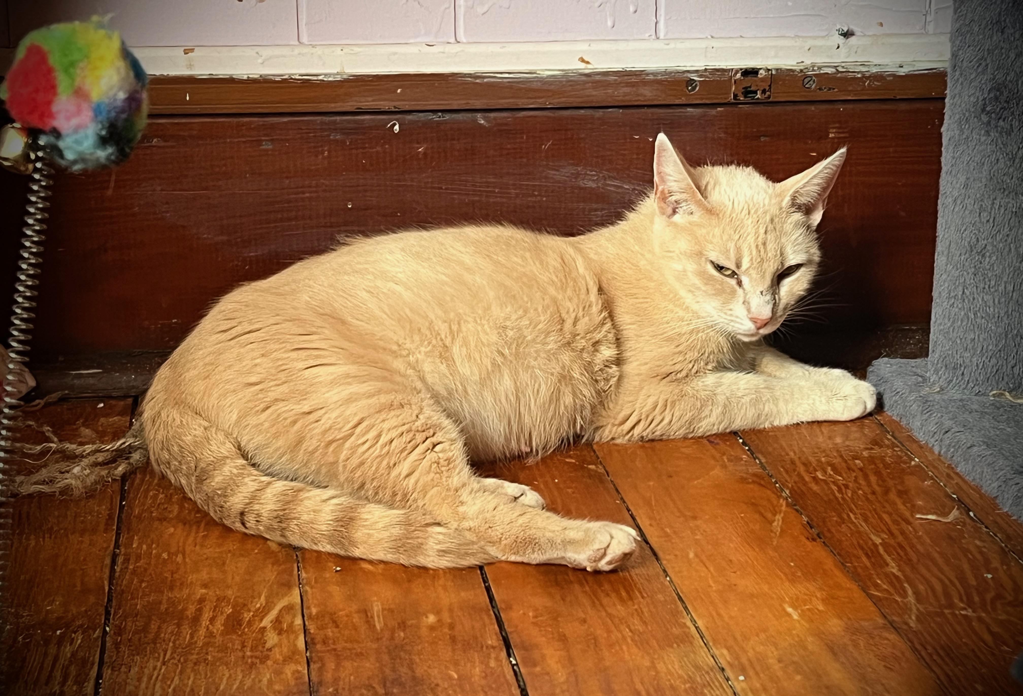 Enlarge Crystal, a Adoptable Domestic Short Hair in Hershey, PA image 3/5