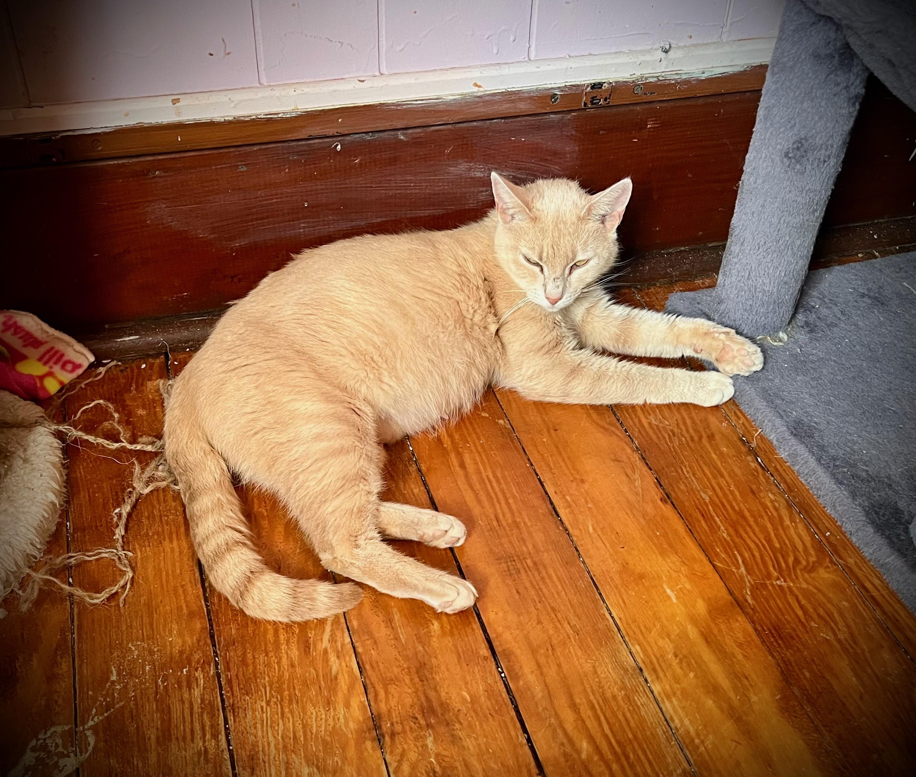 Enlarge Crystal, a Adoptable Domestic Short Hair in Hershey, PA image 4/5