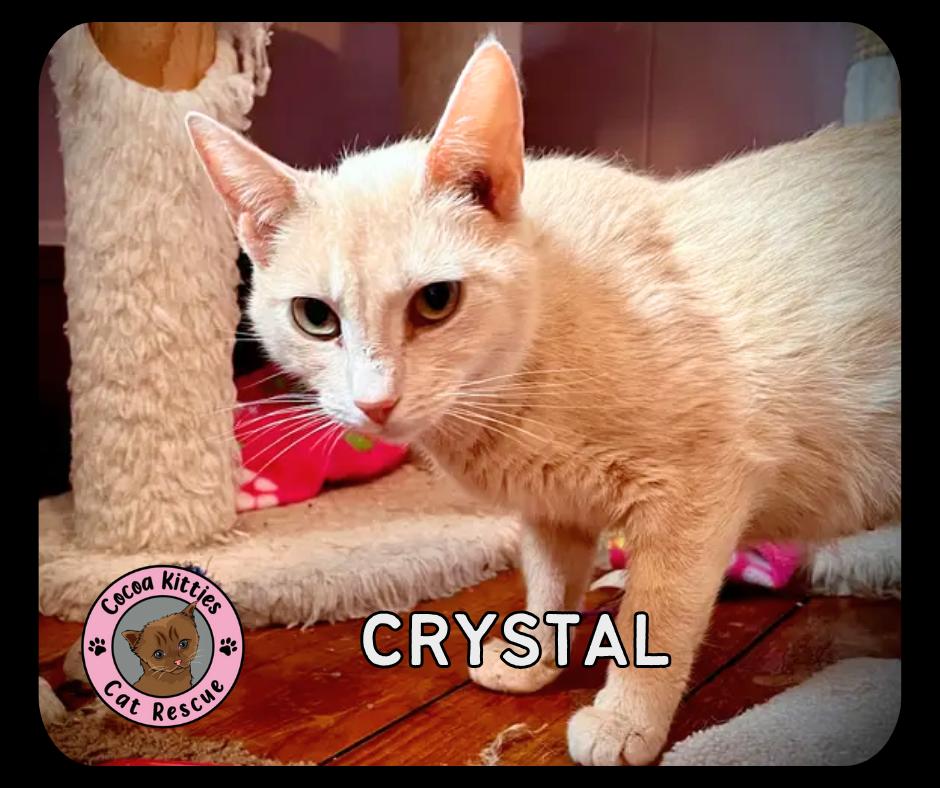 Enlarge Crystal, a Adoptable Domestic Short Hair in Hershey, PA image 5/5