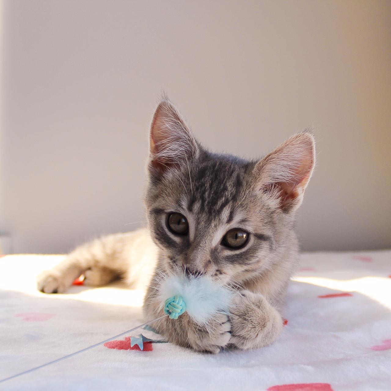 Maeve, adopted, Kitten Female Domestic Short Hair.