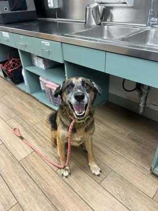 Edgar, Adoptable, Young Male German Shepherd Dog.