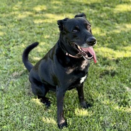 Jett, Adoptable, Adult Male Mixed Breed.