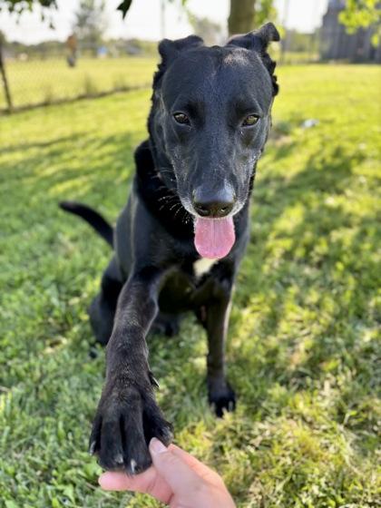 Jett, a Adoptable mixed breed in Dubuque, IA image 2/3