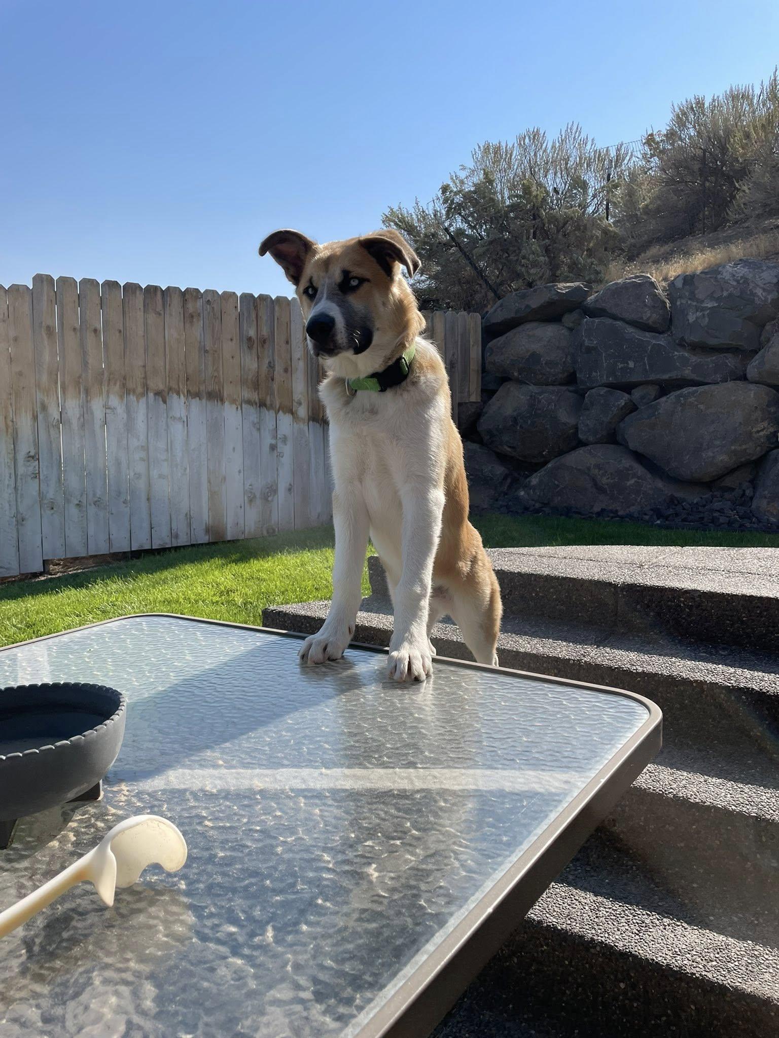 Enlarge Little, a Adoptable mixed breed in West Richland, WA image 2/6
