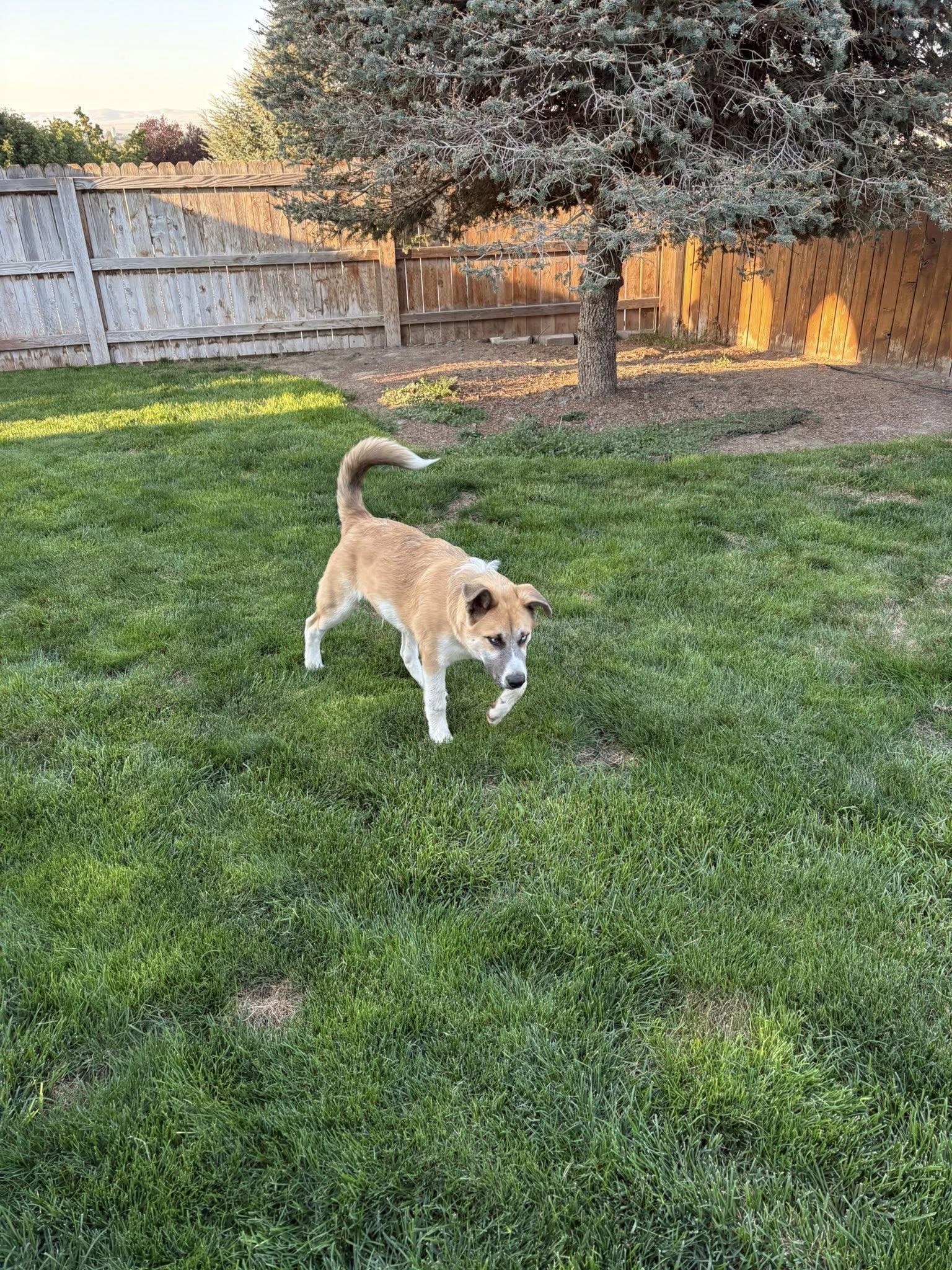 Enlarge Little, a Adoptable mixed breed in West Richland, WA image 5/6
