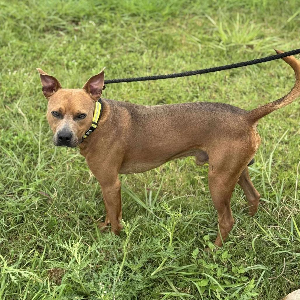 Archie, Adoptable, Adult Male Mixed Breed.