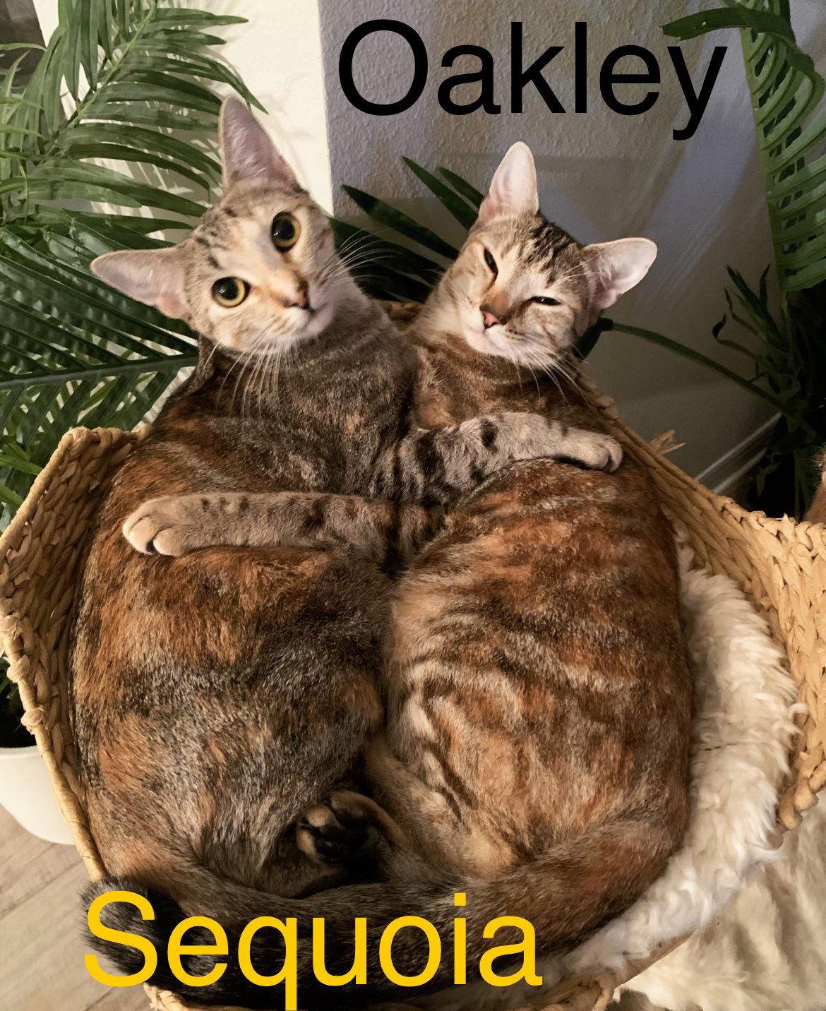 Oakley, Adoptable, Young Female Domestic Short Hair.