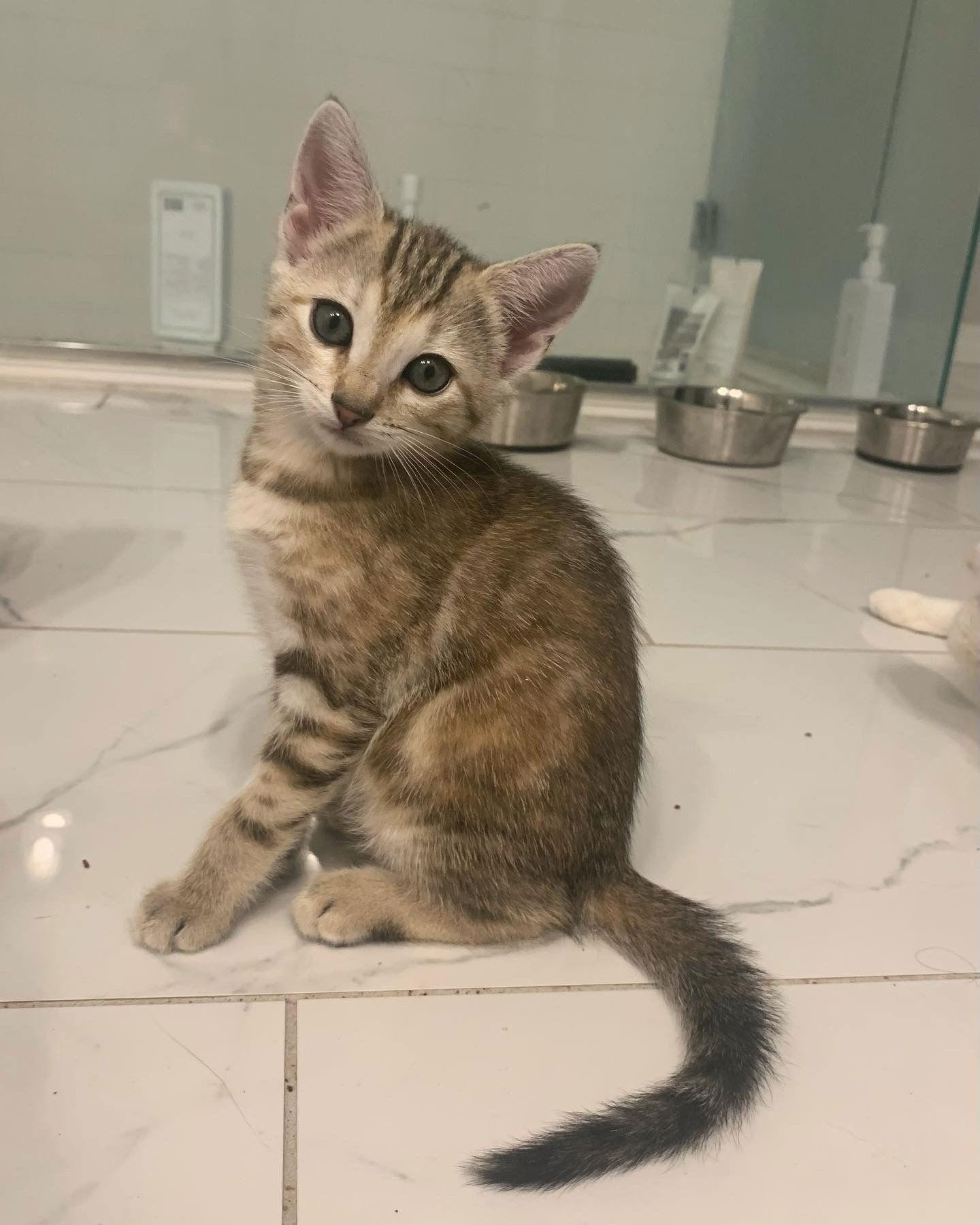 Enlarge Oakley, a Adoptable Domestic Short Hair in Winter Garden, FL image 2/3